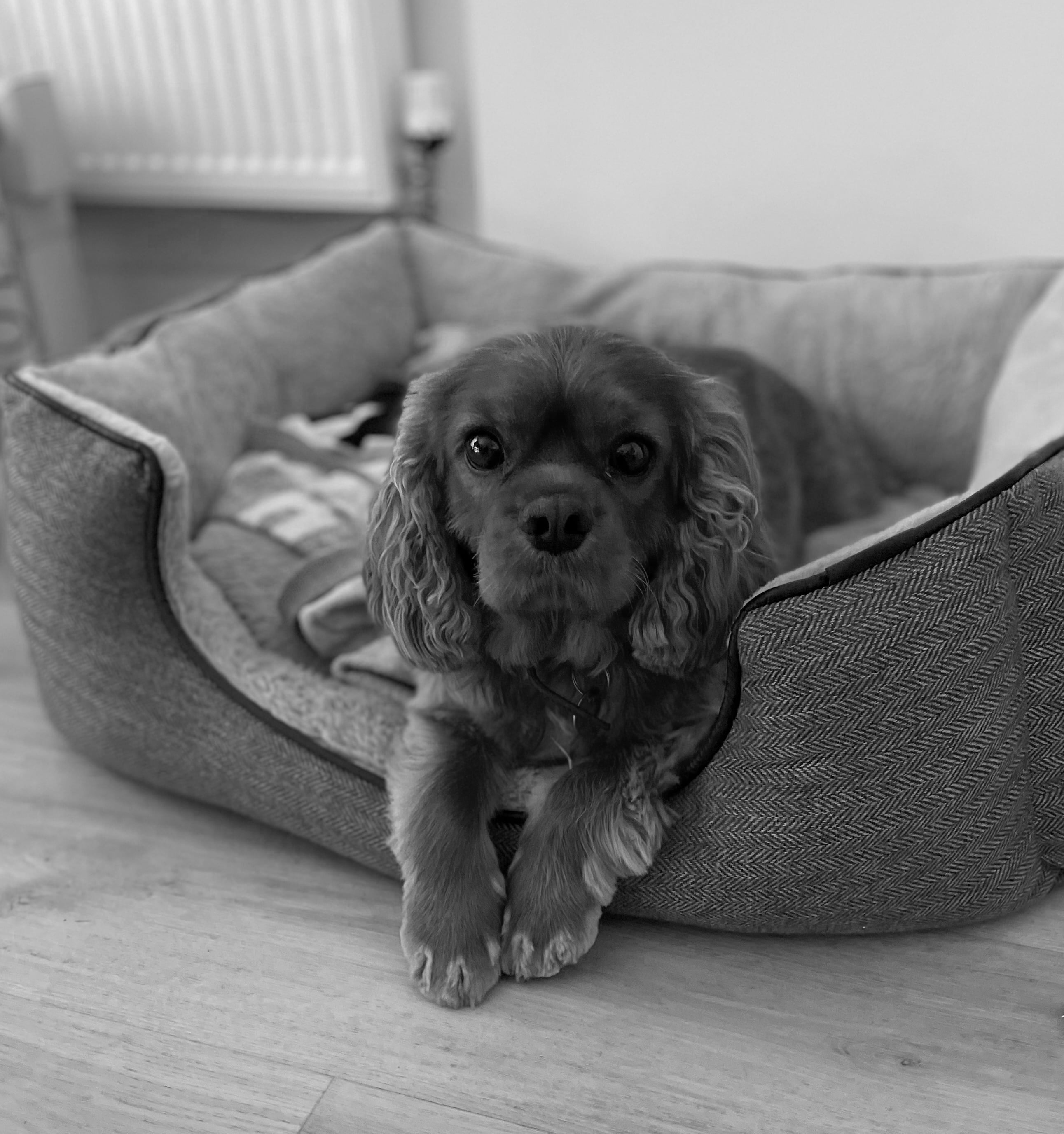 Roo Part Time Office Dog,